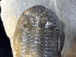 Hollardops mesocristatus (LE MAITRE 1952) - Bild © FossNet FossilienStore